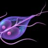 Conoscere ed evitare la giardia, il parassita responsabile di una delle principali malattie alimentari