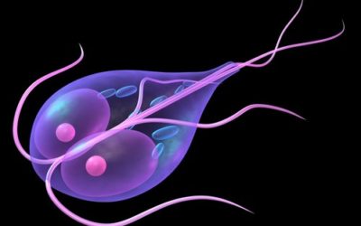 Giardia nell’uomo: sintomi e diagnosi della giardiosi