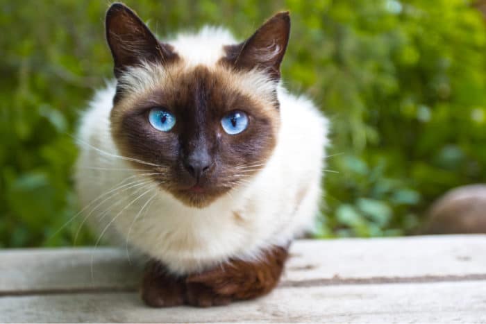gatto siamese