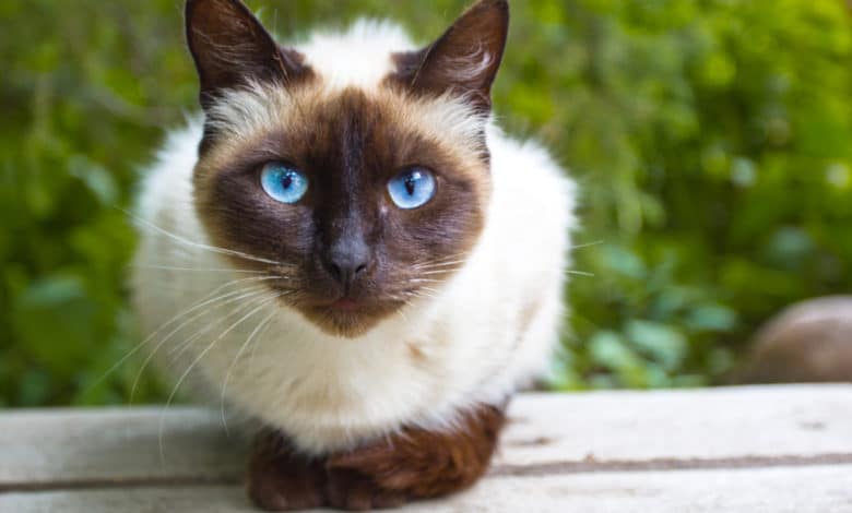 gatto siamese