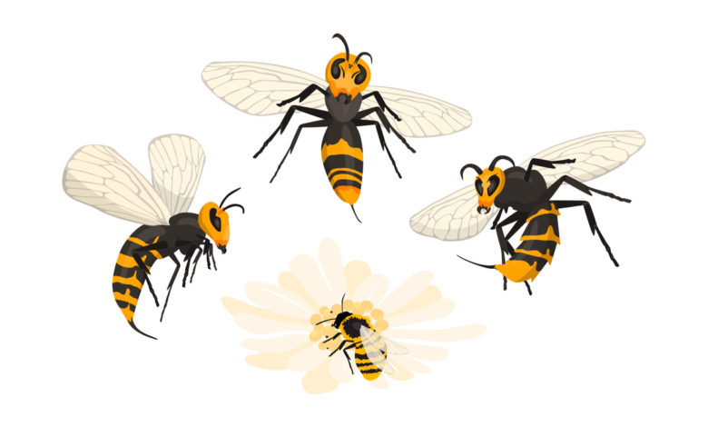 Puntura di calabrone