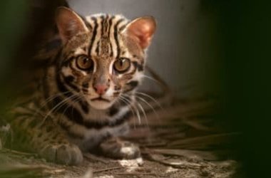Tutto sul gatto leopardo, una specie protetta che vive soprattutto nel Sud-est asiatico