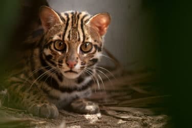 Tout savoir sur le chat léopard, une espèce protégée qui vit principalement en Asie du Sud-Est