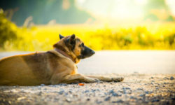 Non solo cani e gatti ma anche criceti e tartarughe abbandonati in estate