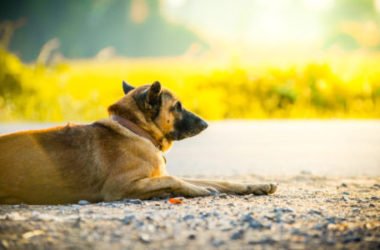 Non solo cani e gatti ma anche criceti e tartarughe abbandonati in estate