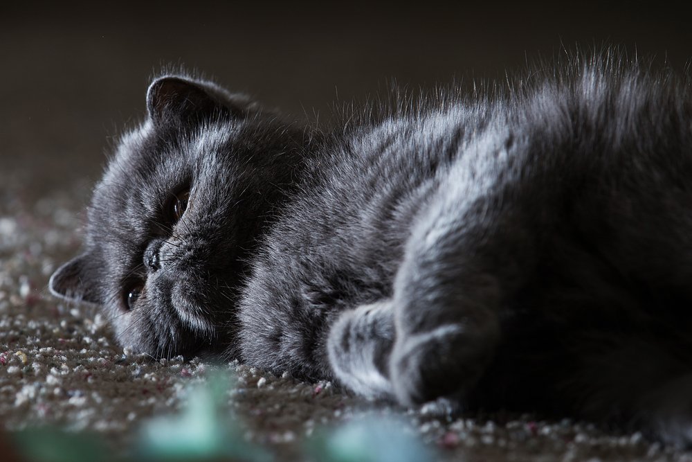 Esemplare di gatto Persiano nero