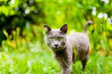 Chat chartreux : un chat au caractère aimable et doux, mais indépendant
