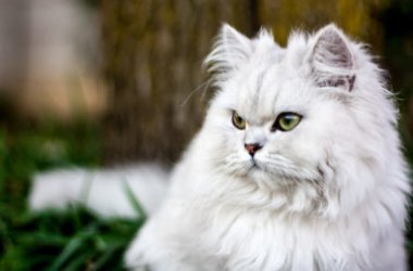 Ce qu'il faut savoir sur le chat persan