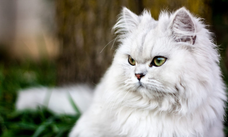 Perché i gatti mordono