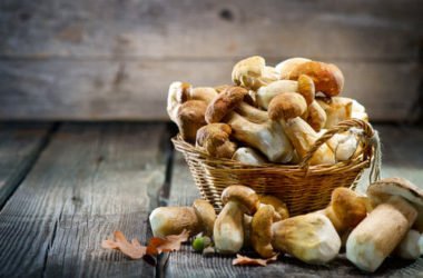 Una guida alla raccolta dei funghi, per neofiti e non