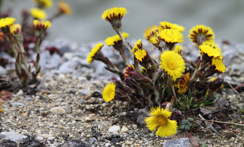 Tussilago farfara