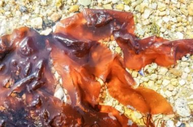 Tutto sull’alga dulse, un’alga ricca di proteine e vitamine che ricorda il sapore del bacon
