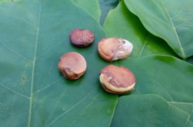 Olio di karanja: differenze e affinità con l’olio di neem