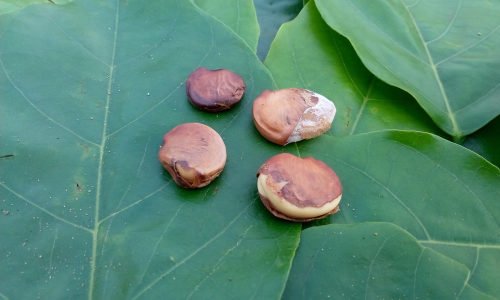 Olio di karanja: differenze e affinità con l’olio di neem