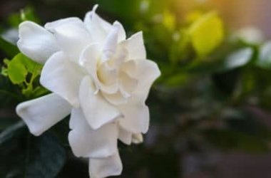 Scopriamo come curare e coltivare la gardenia a terra o in vaso