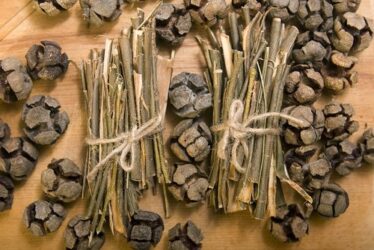 Il salice, una bellissima pianta dalle diverse, interessanti proprietà