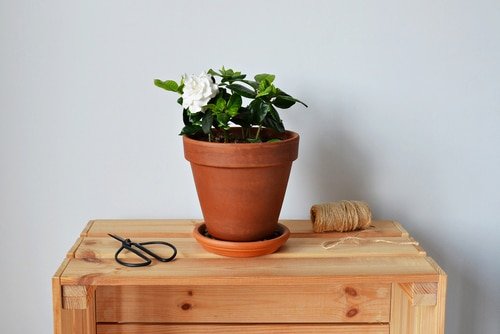 gardenia vaso