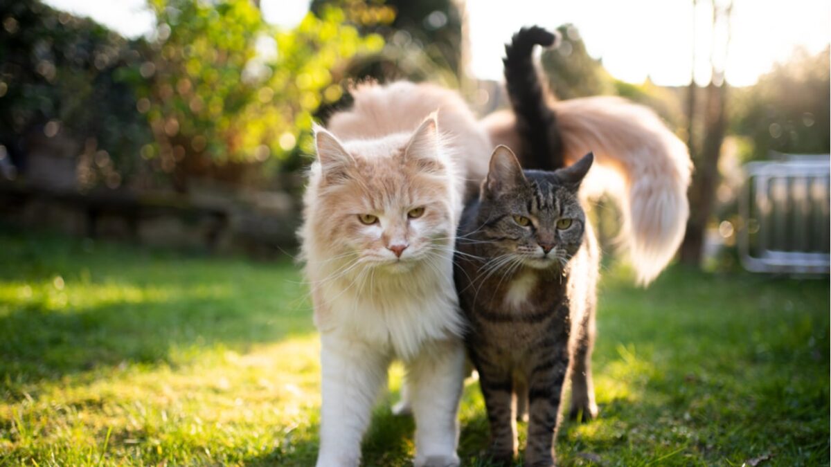 razze di gatti più belle