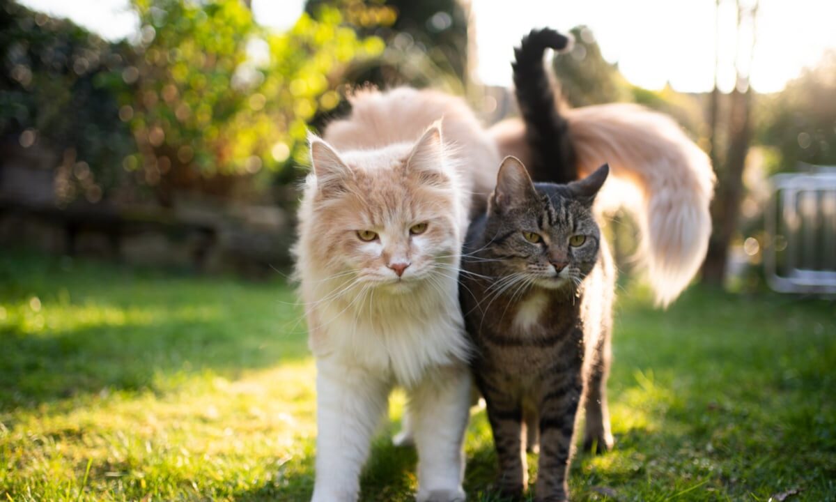 razze di gatti più belle