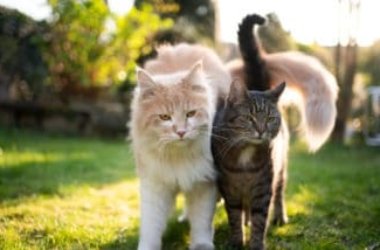Quelles sont les races de chats domestiques à savoir?