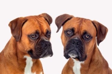 Tutto sul Boxer: carattere ed educazione di questa razza di cani