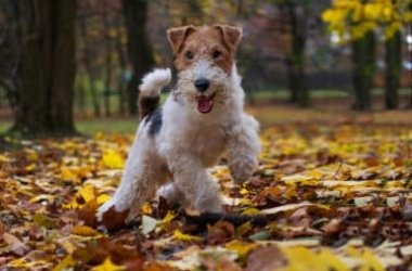 Fox Terrier : caractère, éducation et apparence