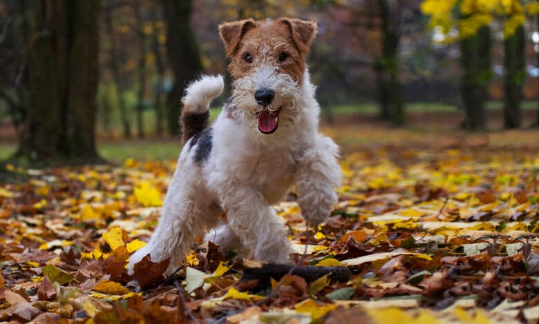 fox terrier