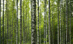 Betulla: tutti i benefici e le proprietà di questa pianta