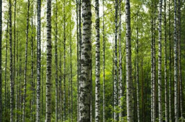 Tutti i segreti della betulla, pianta perenne molto apprezzata in erboristeria