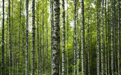 Betulla: tutti i benefici e le proprietà di questa pianta