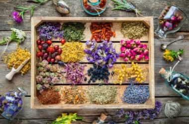 Erbe medicinali: l’elenco completo e la guida all’utilizzo