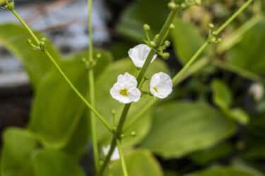 Un fiore trasparente quando piove: la Diphylleia Grayi