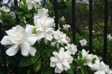 Scopriamo come curare e coltivare la gardenia a terra o in vaso