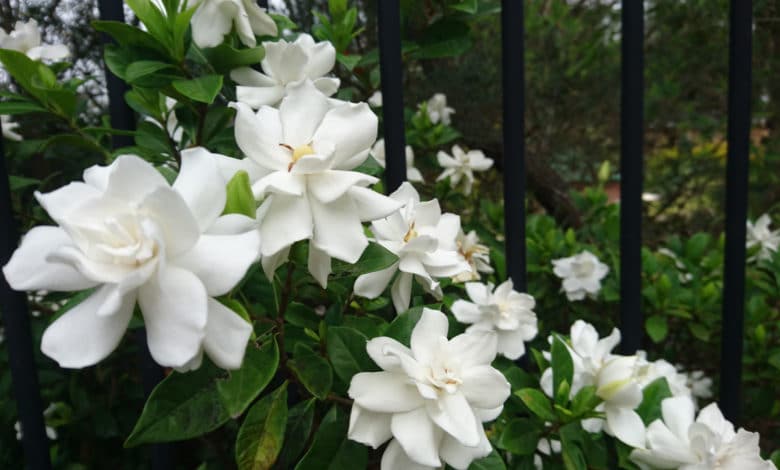 gardenia