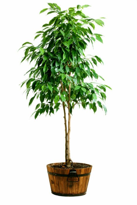Ficus Benjamin