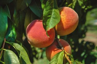 comment faire pousser des arbres fruitiers à la maison - Le pêcher