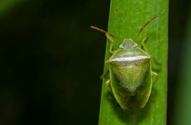 Come sono fatte e come allontanare le cimici: ecco come contrastare la recente invasione