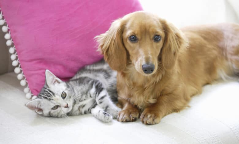 animali che si curano da soli