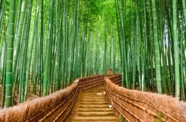 Il bambù, eco-materiale per costruire in modo green