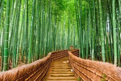 Il bambù, eco-materiale per costruire in modo green