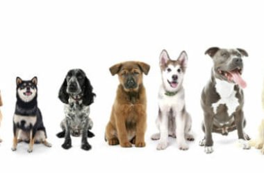 Cani taglia media: quali sono e per chi sono adatti