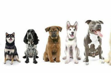 Cani taglia media: quali sono e per chi sono adatti