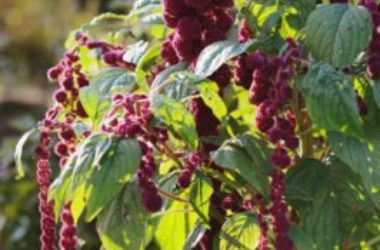 Amaranto: ricette, proprietà benefiche e controindicazioni