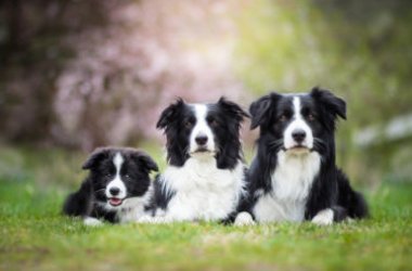 Quali sono i cani di taglia media?