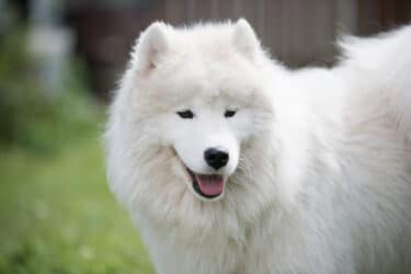 Samoiedo: tutto su questo cane che sembra sempre sorridere