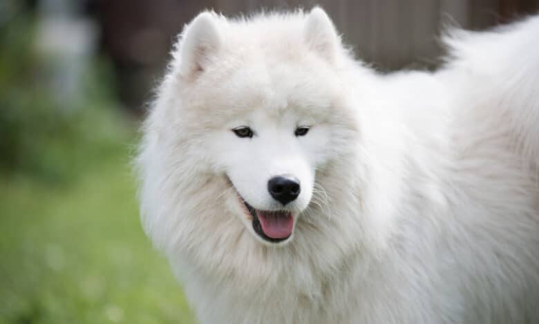 samoiedo