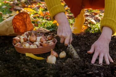 I lavori dell’orto di Novembre: cosa seminare, raccogliere e potare