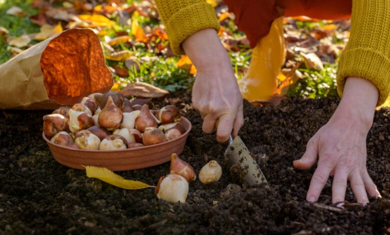 lavori dell'orto di novembre