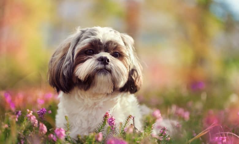 shih tzu