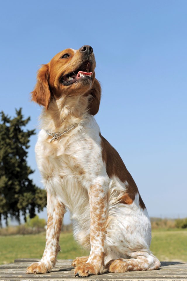 Epagneul Breton aspetto, carattere e cura di questa razza di cane Epagneul Breton aspetto, carattere e cura di questa razza di cane